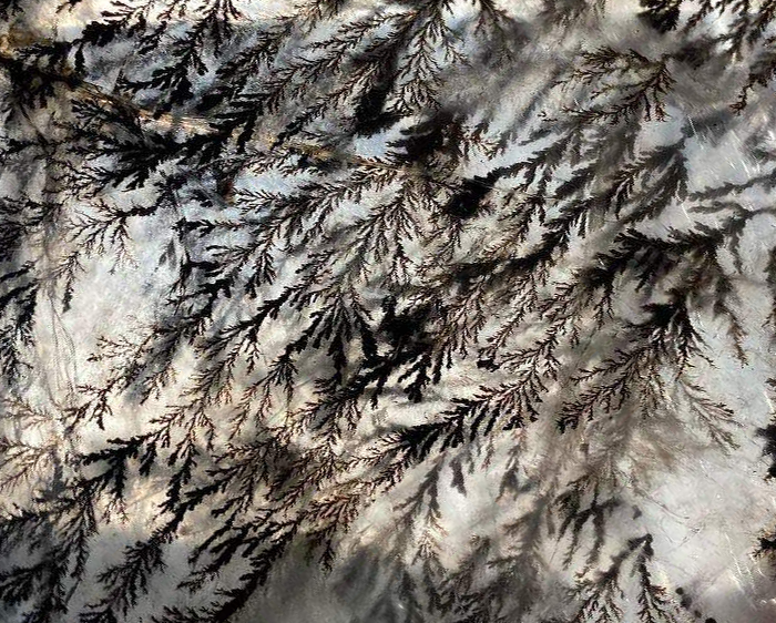 DENDRITE